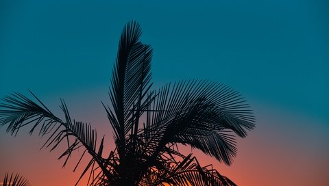 Обои небо, вечер, листья, закат, фон, пальма, the sky, the evening, leaves, sunset, background, palma разрешение 3840x2155 Загрузить