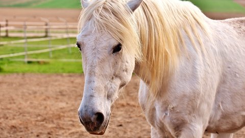 Обои глаза, морда, лошадь, взгляд, конь, грива, белая, eyes, face, horse, look, mane, white разрешение 3840x2560 Загрузить