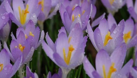 Обои цветы, макро, капли, лепестки, весна, крокус, flowers, macro, drops, petals, spring, krokus разрешение 2048x1305 Загрузить