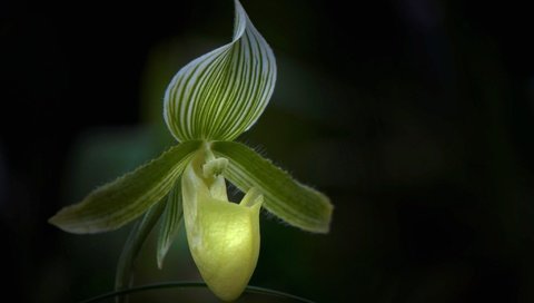 Обои макро, цветок, лепестки, орхидея, macro, flower, petals, orchid разрешение 2048x1360 Загрузить