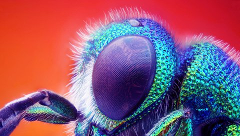 Обои макро, насекомое, глаз, муха, macro, insect, eyes, fly разрешение 1920x1080 Загрузить