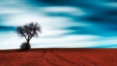 Обои небо, трава, облака, дерево, поле, the sky, grass, clouds, tree, field разрешение 6016x3654 Загрузить