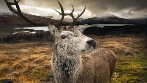 Обои озеро, горы, природа, олень, рога, шотландия, lake, mountains, nature, deer, horns, scotland разрешение 1920x1200 Загрузить