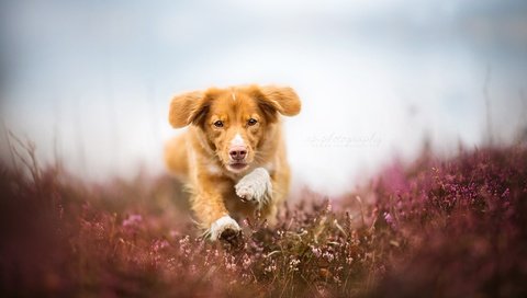 Обои глаза, цветы, мордочка, поле, взгляд, собака, бег, eyes, flowers, muzzle, field, look, dog, running разрешение 2048x1367 Загрузить