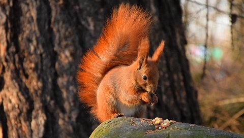 Обои природа, камень, белка, хвост, белочка, грызун, nature, stone, protein, tail, squirrel, rodent разрешение 2048x1365 Загрузить