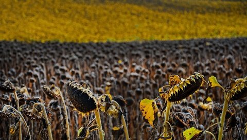 Обои природа, поле, подсолнухи, семечки, nature, field, sunflowers, seeds разрешение 2560x1590 Загрузить