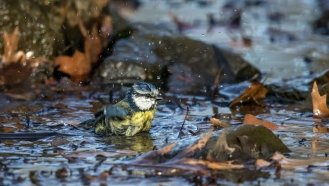 Обои природа, листья, осень, птица, лужа, синица, nature, leaves, autumn, bird, puddle, tit разрешение 2048x1265 Загрузить