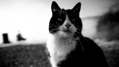 Обои глаза, кот, усы, кошка, взгляд, чёрно-белое, eyes, cat, mustache, look, black and white разрешение 2048x1365 Загрузить