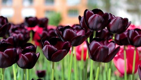 Обои цветы, весна, тюльпаны, dark tulips, flowers, spring, tulips разрешение 3000x1982 Загрузить