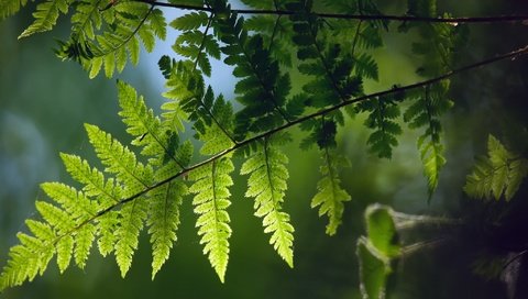 Обои ветка, природа, растения, листья, макро, фон, папоротник, branch, nature, plants, leaves, macro, background, fern разрешение 2048x1404 Загрузить