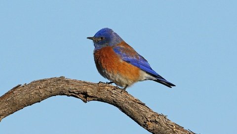 Обои небо, ветка, птица, самец, западная сиалия, the sky, branch, bird, male, western sialia разрешение 2048x1294 Загрузить