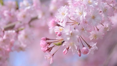 Обои ветка, цветение, весна, розовый, сакура, branch, flowering, spring, pink, sakura разрешение 2048x1356 Загрузить