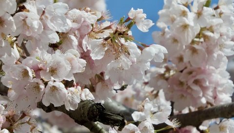 Обои цветение, ветки, весна, сакура, flowering, branches, spring, sakura разрешение 2048x1536 Загрузить