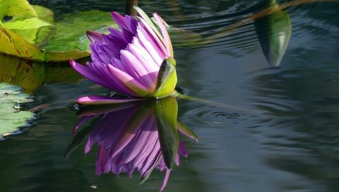 Обои вода, отражение, цветок, кувшинка, нимфея, водяная лилия, water, reflection, flower, lily, nymphaeum, water lily разрешение 2048x1365 Загрузить