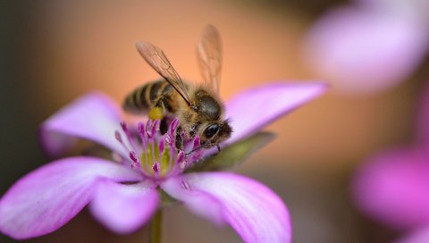 Обои насекомое, цветок, лепестки, крылья, розовый, пчела, insect, flower, petals, wings, pink, bee разрешение 2048x1365 Загрузить