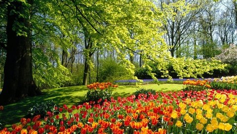 Обои цветы, деревья, лес, парк, поляна, тюльпаны, flowers, trees, forest, park, glade, tulips разрешение 1920x1200 Загрузить