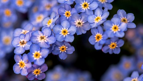 Обои цветы, природа, незабудки, голубые, flowers, nature, forget-me-nots, blue разрешение 2048x1366 Загрузить