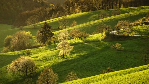 Обои деревья, холмы, природа, цветение, весна, trees, hills, nature, flowering, spring разрешение 2400x1600 Загрузить