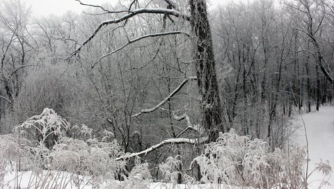 Обои деревья, снег, лес, зима, ветки, мороз, trees, snow, forest, winter, branches, frost разрешение 2560x1707 Загрузить