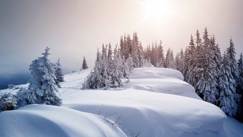 Обои деревья, снег, зима, ели, сугробы, trees, snow, winter, ate, the snow разрешение 3000x1943 Загрузить