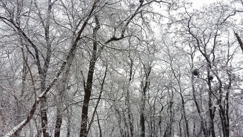 Обои деревья, снег, зима, ветки, чёрно-белое, trees, snow, winter, branches, black and white разрешение 2048x1280 Загрузить