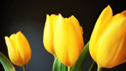 Обои цветы, лепестки, букет, тюльпаны, желтые, flowers, petals, bouquet, tulips, yellow разрешение 2554x1600 Загрузить