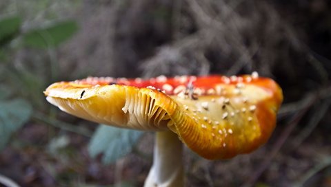 Обои лес, гриб, шляпка, мухомор, поганка, forest, mushroom, hat, toadstool разрешение 1920x1200 Загрузить