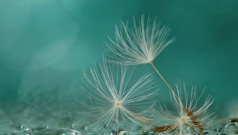 Обои макро, фон, капли, одуванчик, семена, пушинки, былинки, macro, background, drops, dandelion, seeds, fuzzes, blade разрешение 2560x1667 Загрузить