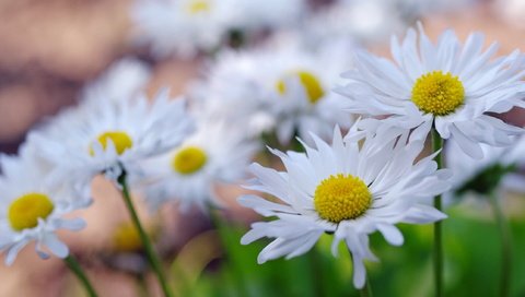 Обои макро, поле, лепестки, ромашки, macro, field, petals, chamomile разрешение 2232x1484 Загрузить