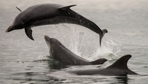 Обои море, брызги, прыжок, дельфины, sea, squirt, jump, dolphins разрешение 2048x1368 Загрузить