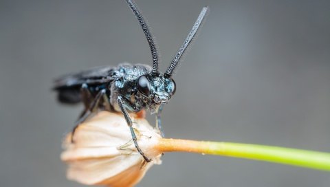 Обои насекомое, цветок, усы, крупный план, лапки, муха, insect, flower, mustache, close-up, legs, fly разрешение 2560x1600 Загрузить