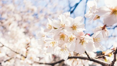 Обои небо, цветы, ветка, цветение, макро, весна, вишня, сакура, the sky, flowers, branch, flowering, macro, spring, cherry, sakura разрешение 2048x1284 Загрузить