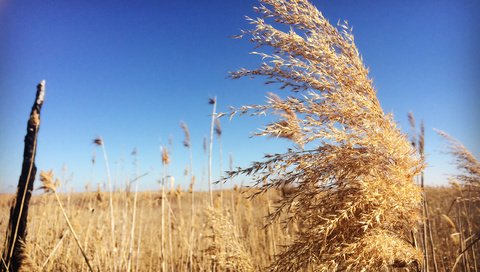 Обои небо, трава, пейзаж, поле, колоски, the sky, grass, landscape, field, spikelets разрешение 2550x1600 Загрузить