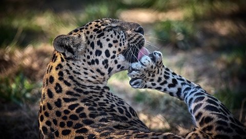 Обои поза, леопард, хищник, язык, лапа, дикая кошка, умывание, pose, leopard, predator, language, paw, wild cat, washing разрешение 2048x1367 Загрузить