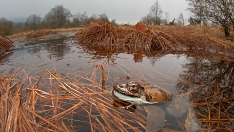 Обои глаза, природа, лапы, взгляд, лягушка, пруд, жаба, eyes, nature, paws, look, frog, pond, toad разрешение 1920x1132 Загрузить