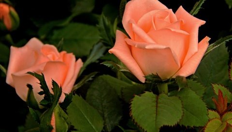 Обои цветы, розы, роза, лепестки, бутон, куст, flowers, roses, rose, petals, bud, bush разрешение 1920x1200 Загрузить