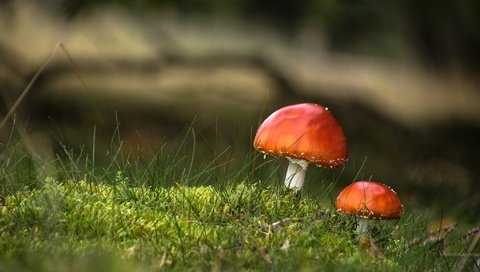 Обои трава, природа, макро, фон, грибы, шляпки, grass, nature, macro, background, mushrooms, hats разрешение 2048x1365 Загрузить