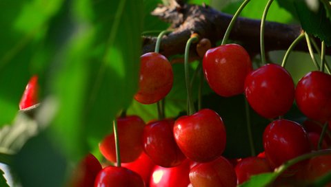 Обои ветка, ягоды, вишня, branch, berries, cherry разрешение 2048x1712 Загрузить