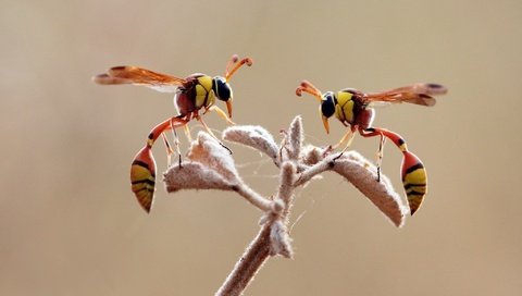Обои ветка, крылья, насекомые, лапки, оса, осы, branch, wings, insects, legs, osa, wasps разрешение 2048x1414 Загрузить
