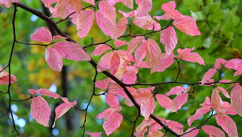 Обои ветка, природа, листья, макро, фон, осень, branch, nature, leaves, macro, background, autumn разрешение 2048x1365 Загрузить