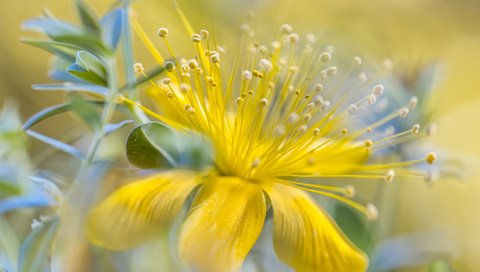 Обои желтый, цветок, лепестки, тычинки, yellow, flower, petals, stamens разрешение 2048x1365 Загрузить