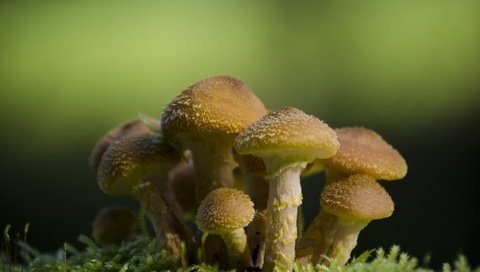 Обои природа, макро, фон, грибы, гриб, мох, опята, nature, macro, background, mushrooms, mushroom, moss разрешение 2560x1600 Загрузить