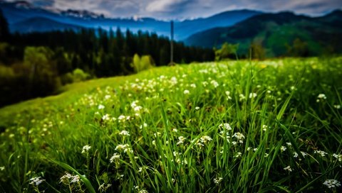 Обои небо, цветы, трава, облака, деревья, горы, cornelia pavlyshyn, the sky, flowers, grass, clouds, trees, mountains разрешение 2560x1709 Загрузить