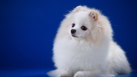 Обои глаза, мордочка, взгляд, белый, собака, порода, шпиц, eyes, muzzle, look, white, dog, breed, spitz разрешение 3000x1946 Загрузить