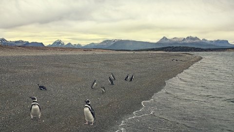 Обои берег, море, пляж, птица, пингвины, shore, sea, beach, bird, penguins разрешение 2048x1365 Загрузить