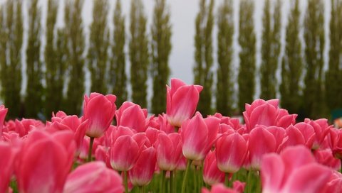 Обои цветы, бутоны, тюльпаны, розовые, много, flowers, buds, tulips, pink, a lot разрешение 4461x3310 Загрузить