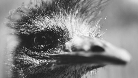 Обои чёрно-белое, птица, клюв, глаз, голова, страус, black and white, bird, beak, eyes, head, ostrich разрешение 2048x1365 Загрузить