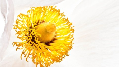 Обои цветок, белый, тычинки, мак, flower, white, stamens, mac разрешение 2560x1595 Загрузить