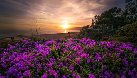 Обои небо, цветы, деревья, берег, закат, море, the sky, flowers, trees, shore, sunset, sea разрешение 1920x1170 Загрузить