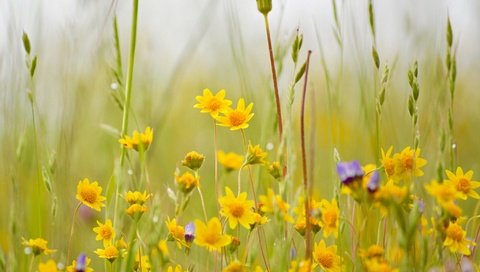 Обои цветы, трава, луг, полевые цветы, боке, flowers, grass, meadow, wildflowers, bokeh разрешение 2048x1362 Загрузить